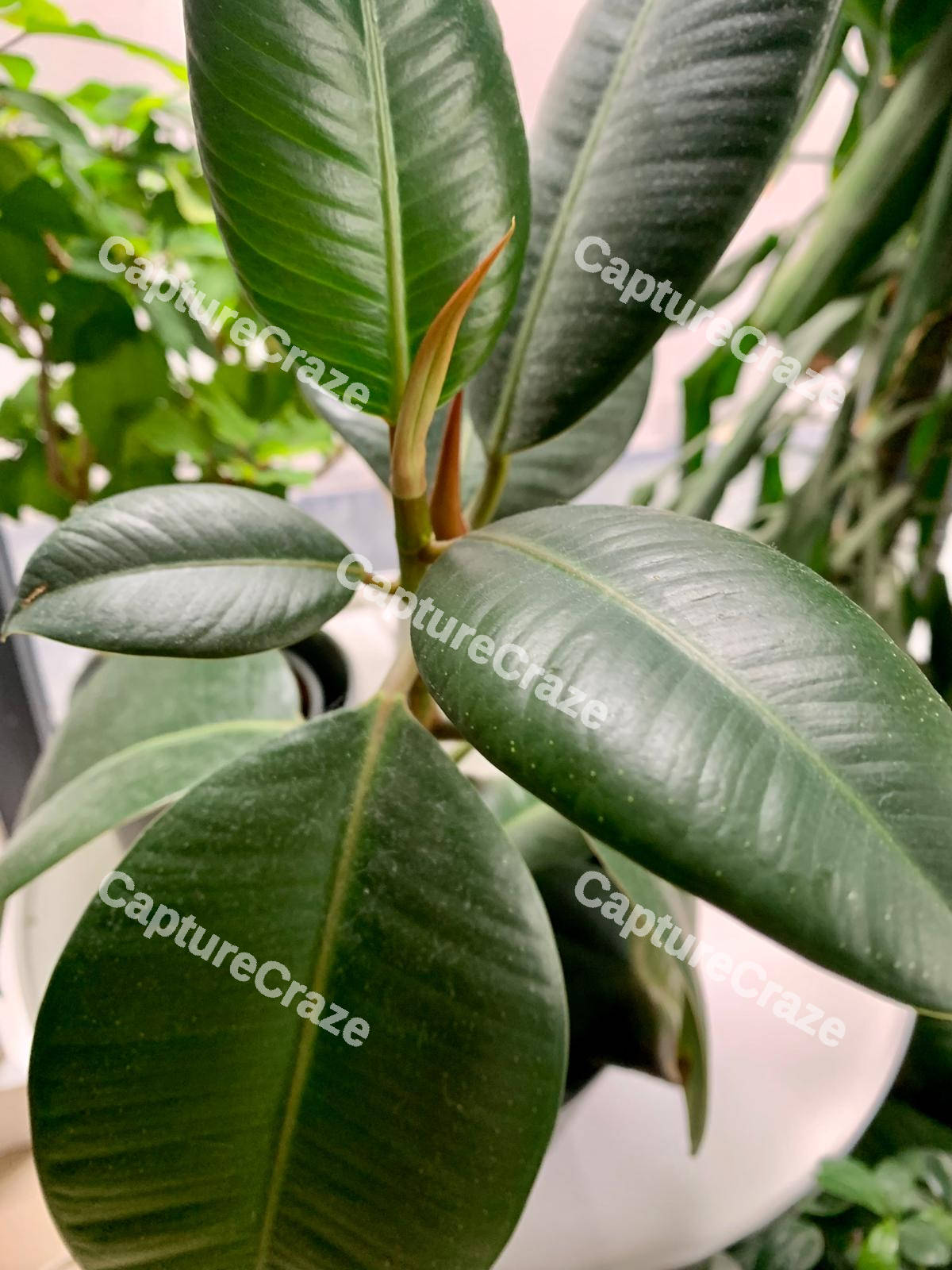 Green Plant